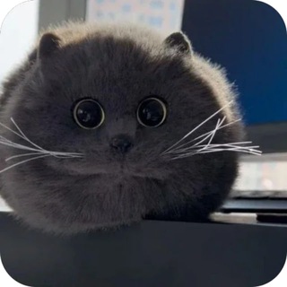 Telegram profile photo for Халабуда неферлиии