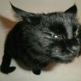 Telegram profile photo for любые шутки confession
