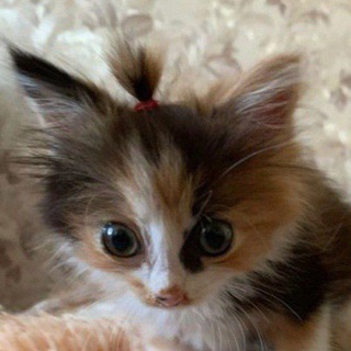 Telegram profile photo for 🤪_Чумачечая_^-^