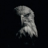 Telegram profile photo for kangar