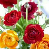 Telegram profile photo for دروس سراج الباحثين