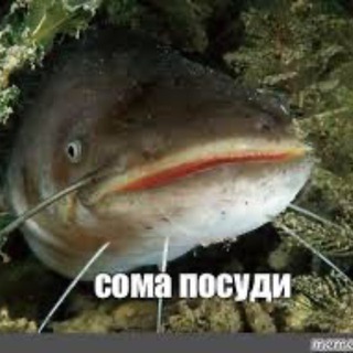 Telegram profile photo for весьма сомнительно
