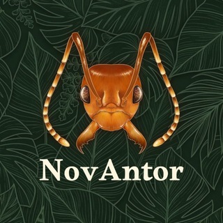 Telegram profile photo for NovAntor (YouTube)