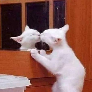 Telegram profile photo for Я принимаю себя!
