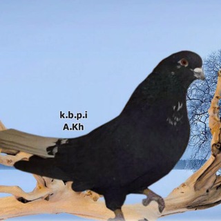 Telegram profile photo for ملزومات و راهكارهاي درماني پرورش كبوتر