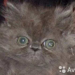 Telegram profile photo for Персидский мальчик необычайной красоты