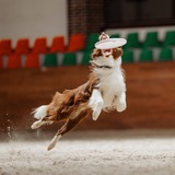 Telegram profile photo for Дог-Фризби Краснодар
