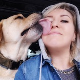 Telegram profile photo for labrobarney_dog