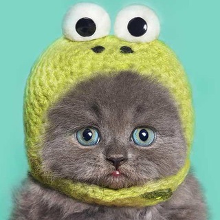 Telegram profile photo for Котик в желтой вязаной шапочке с глазами