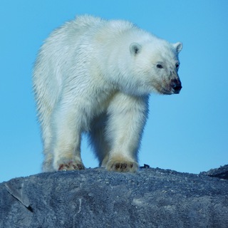 Telegram profile photo for ЭКОТУРИЗМ с Дерсу Узала