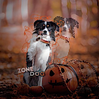Telegram profile photo for zone.dog