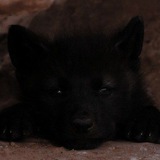 Telegram profile photo for 🐺 Кексик Forever 🐺