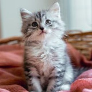 Telegram profile photo for Our_animals_help