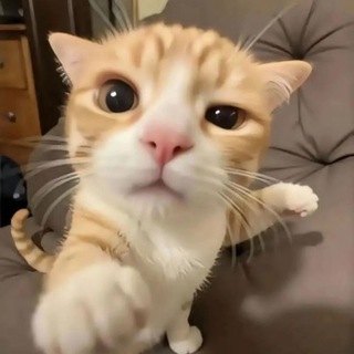 Telegram profile photo for لمسلم