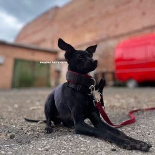 Telegram profile photo for кадры летучего