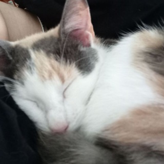 Telegram profile photo for улица Есенина