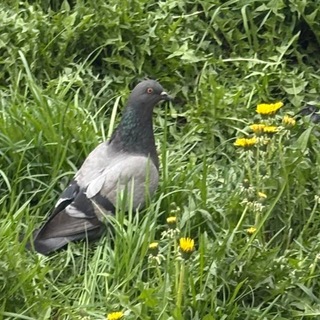 Telegram profile photo for голуби
