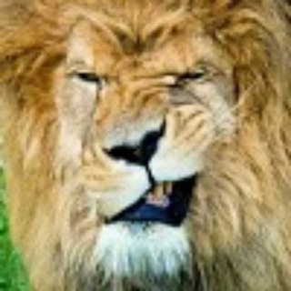 Telegram profile photo for Habesha Book Gallery