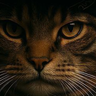 Telegram profile photo for Media Black Cat 2