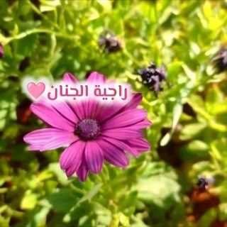 Telegram profile photo for ﺭٲﺟﹻٰ۫ﯿﹻٰ۫ۦﺔ ٲﻟﹻٰ۫ﺟﹻٰ۫ﻨﹻٰ۫ۦﺂن٭🩷
