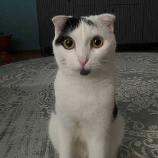 Telegram profile photo for π·πΊπ₯·