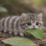 Telegram profile photo for crash list