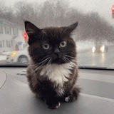 Telegram profile photo for CHMONYA - Portal