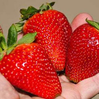 Telegram profile photo for BestBerry.uz🍓🍓🍓🍓🍓🍓