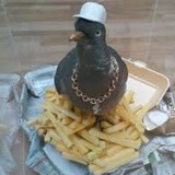 Telegram profile photo for PigeonVouches