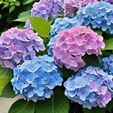 Telegram profile photo for hydrangea