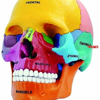 Telegram profile photo for Medical students