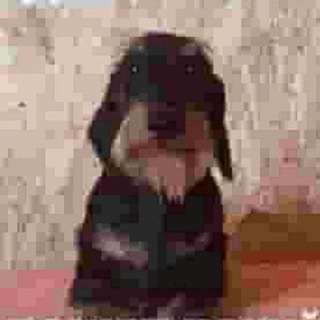 Telegram profile photo for Bibasik blowjob