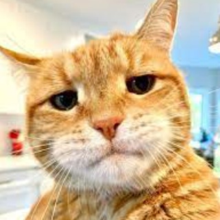 Telegram group profile photo for 新·吹水饮茶群
