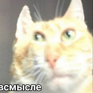 Telegram profile photo for Mem