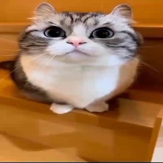 Telegram profile photo for Ротен хуманете