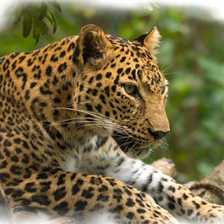Telegram profile photo for Nature / Animal / Photography related Telegram Channels Backup by RTP