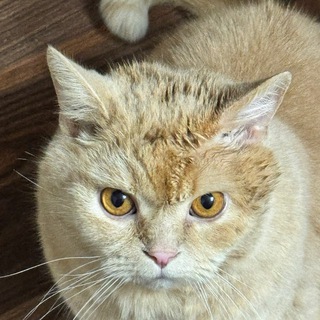 Telegram profile photo for Погарцювали!