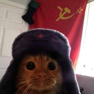 Telegram profile photo for Публичное творчество Саши Кашина