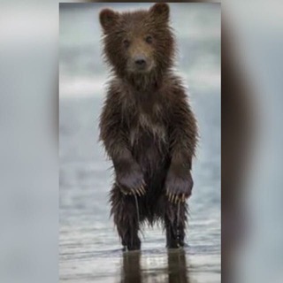 Telegram profile photo for Мишка на Басике