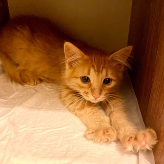Telegram profile photo for Пушистые бездомыши - berrycat.ru