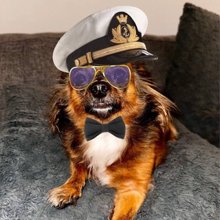 Telegram profile photo for Zobi Memecoin $Zobi