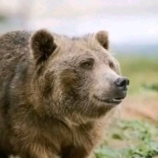 Telegram profile photo for так называемый воук
