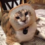 Telegram profile photo for INBRED CAT
