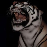Telegram profile photo for Музон BeRm1XX