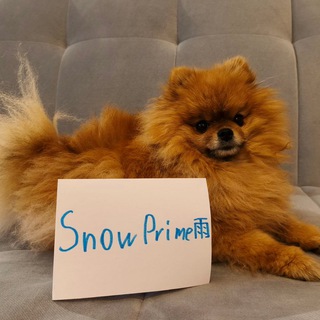 Telegram profile photo for SnowPrime