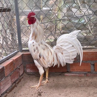 Telegram group profile photo for ស្ដេចមាន់Fx168
