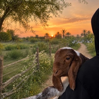 Telegram profile photo for سـنـديـانـه ☀️