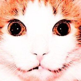 Telegram profile photo for Kuru