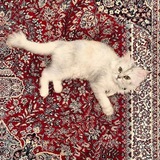 Telegram profile photo for بَنـه"🤍