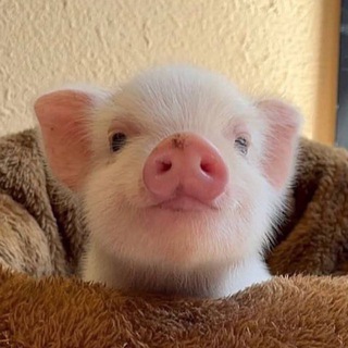 Telegram profile photo for pig pics
